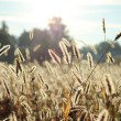 Alergie na laktozę i gluten