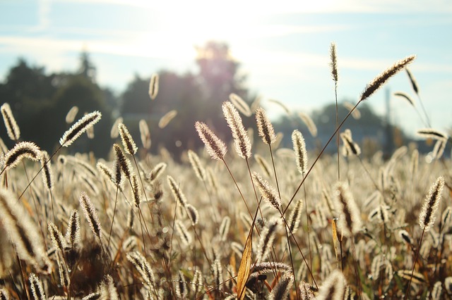 Alergie na laktozę i gluten