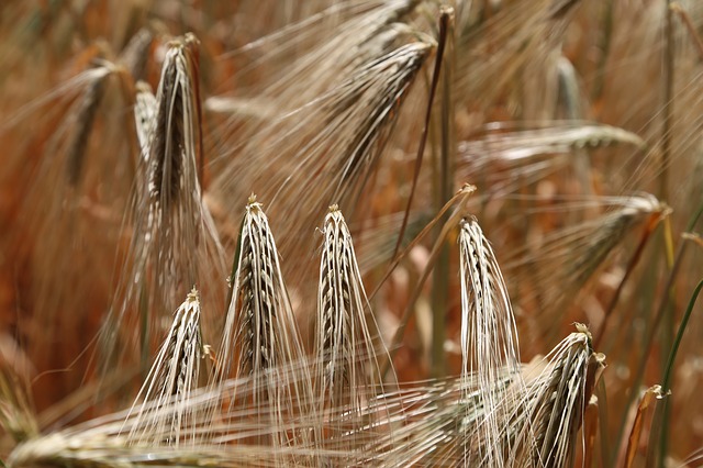 Czym jest gluten? Co Ty wiesz o glutenie?