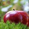 Co ma jabłko do brzozy? Alergie krzyżowe – jak z nimi walczyć?