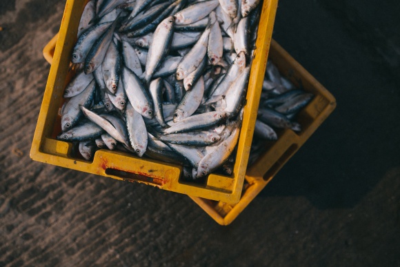 Bezpieczne ryby – dowiedz się, dlaczego należy włączyć je do jadłospisu dziecka Dziecko, LIFESTYLE - Warto zadbać o to, by 1-2 razy w tygodniu w menu malucha pojawiły się posiłki z mięsem ryb. Kiedy podać pierwszą porcję ryby i jaki gatunek będzie odpowiedni dla malucha?