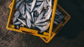 Bezpieczne ryby – dowiedz się, dlaczego należy włączyć je do jadłospisu dziecka