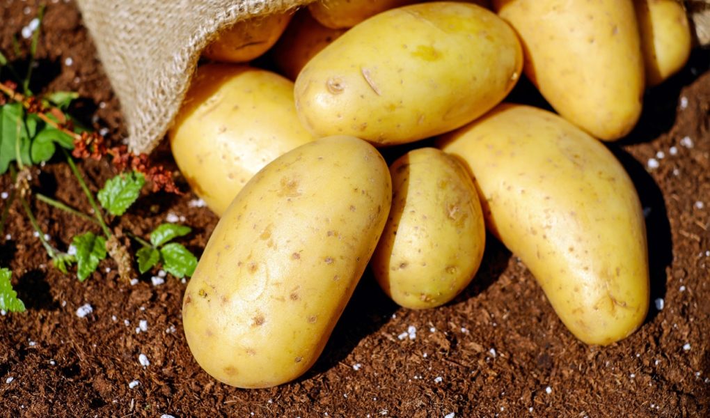 Dlaczego ziemniak jest ważny w diecie wegańskiej?