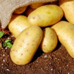 Dlaczego ziemniak jest ważny w diecie wegańskiej?